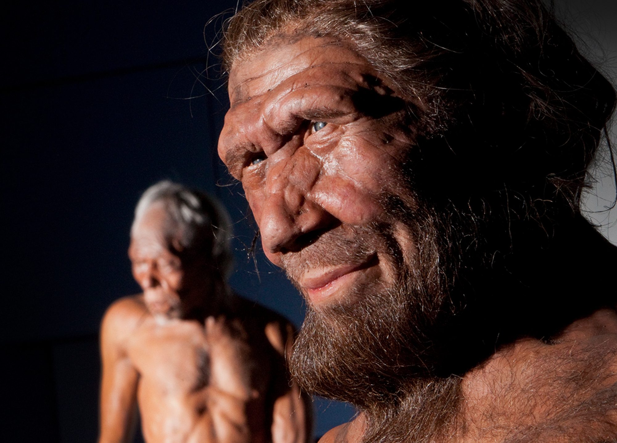 Neanderthals Overlapped With Modern Humans For Up To Years